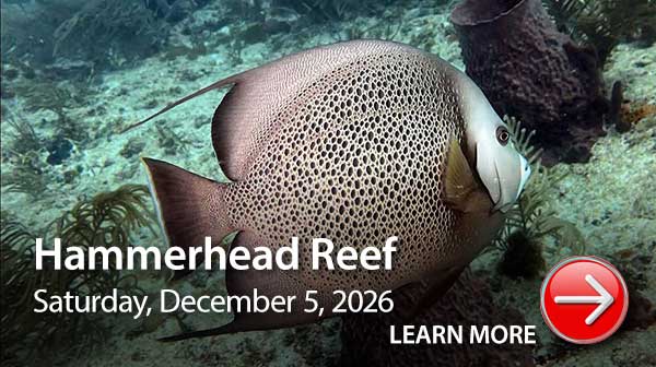 Hammerhead